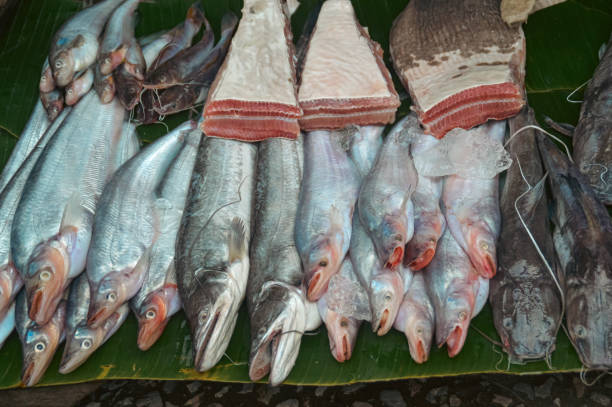 Chitala blanci, known as royal knifefish or Indochina featherback Chitala blanci, known as royal knifefish or Indochina featherback sold at the local morning market in Luang Prabang, Laos chitala stock pictures, royalty-free photos & images