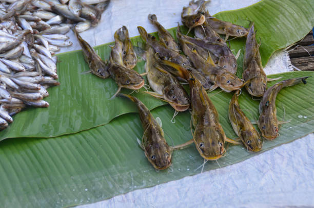 Top view of freshwater Hemibagrus planiceps fish sold in the local market Top view of freshwater Hemibagrus planiceps fish  sold in the local market showing the authentic life and culture in Luang Prabang, Laos chitala stock pictures, royalty-free photos & images