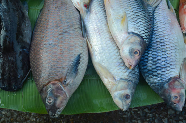 Top view of Barbonymus gonionotus also known as Java Barb or Silver Barb sold in the local market showing the authentic life and culture in Luang Prabang, Laos