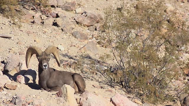 Male Bighorn Sheep Casually Observing