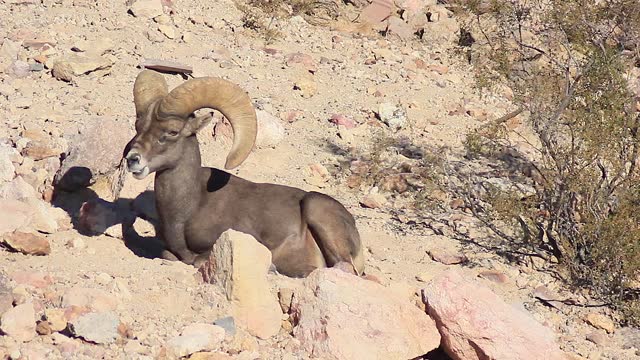 Male Bighorn Sheep Rests While Chewing
