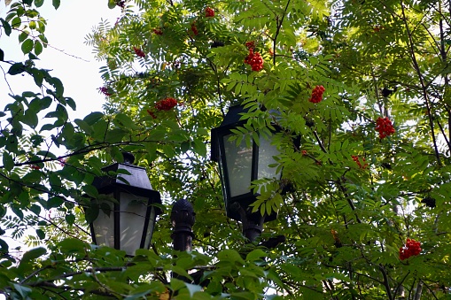 The path leading to the Gorky Theater in the summer in Vladivostok. Summer mountain ash in the park. Pigeons sit on a rowan tree and eat berries.