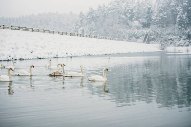 White Swans in winter lake