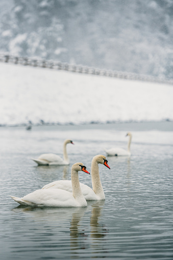 White Swans in winter lake