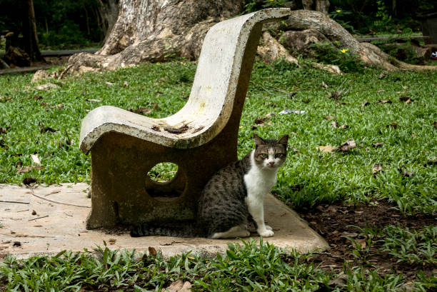 A cat sitting by the bench at the park look into the camera.