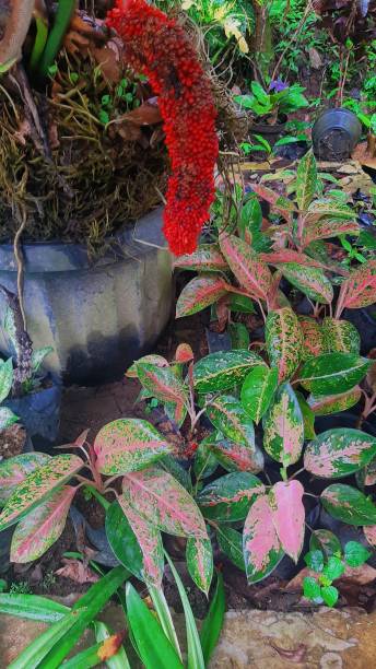 istock Various kinds of plants in the garden 1445490087