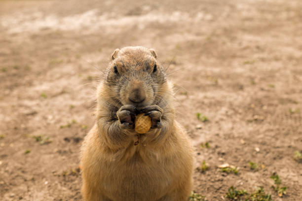 istock Prairie Dog Eating 1445490529