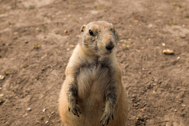 istock Prairie Dog Eating 1445490537