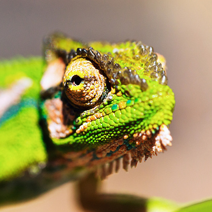 Photo of colorful reptilian eye, closeup head part of chameleon, multicolor scaly skin of lizard, african animal, beautiful exotic iguana, wild nature, fauna of rainforest
