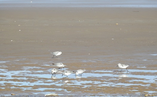 Side view of the bird at the back left, which is walking towards the right. Group of four Sanderlings feeding on the left.  Side view of bird on the right, which is walking to the left.  Pools of water have been left on the beach as the tide receded.