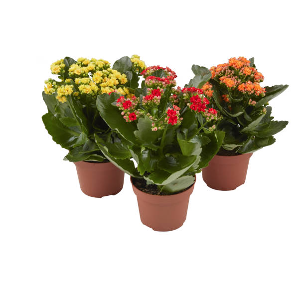 istock Kalanchoe flowers potted plants primrose isolated on white background with clipping path 1445498002