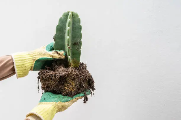 Photo of Farmer hands in protective glove holding a Cereus hildmannianus cactus after dig it befor planting in flower pot.