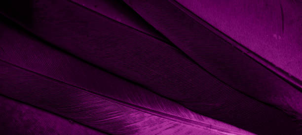 istock violet feather pigeon macro photo. texture or background 1445500083