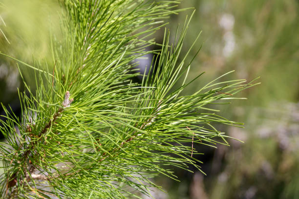 istock Pine twig with long needles on blurred background 1445500142