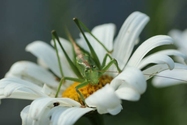 istock Big grasshopper on white marguerite. 1445501830