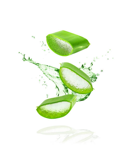istock Aloe Vera isolated on white background. 1445502967