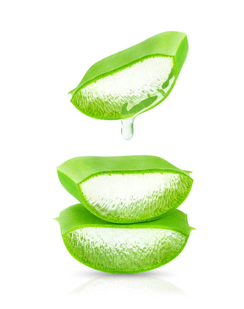 istock Aloe Vera isolated on white background. 1445503479