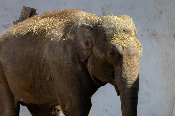 istock Elephant in the zoo 1445503681