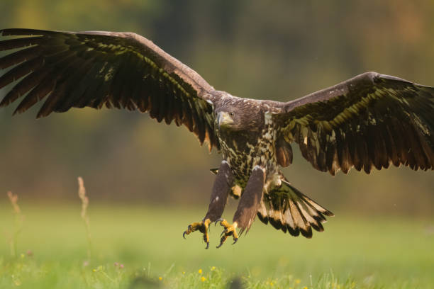istock flying Majestic predator White-tailed eagle, Haliaeetus albicilla in Poland wild nature 1445504597