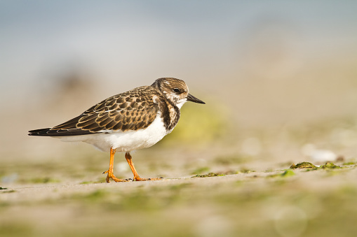 bird - Ruddy Turnstone migratory Arenaria interpres shorebird, migratory bird, Poland Europe Baltic Sea