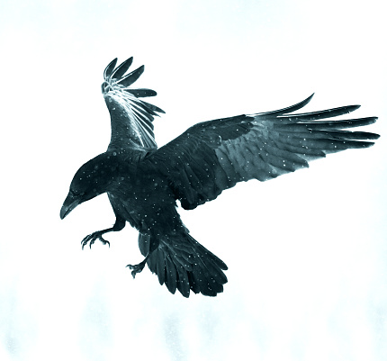 beautiful raven Corvus corax  North Poland Europe, flying bird, dark filters - helloween