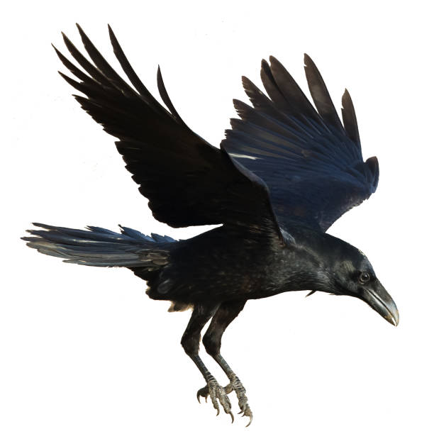 istock Bird flying raven isolated on white background Corvus corax. Halloween 1445505059