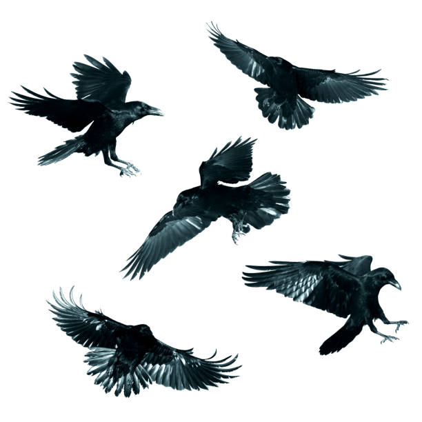istock Birds flying raven isolated on white background Corvus corax. Halloween - mix five birds 1445505065