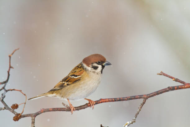 istock Bird - Tree sparrow Passer montanus perching on tree, blue background, wildlife Poland Europe, winter time 1445505492