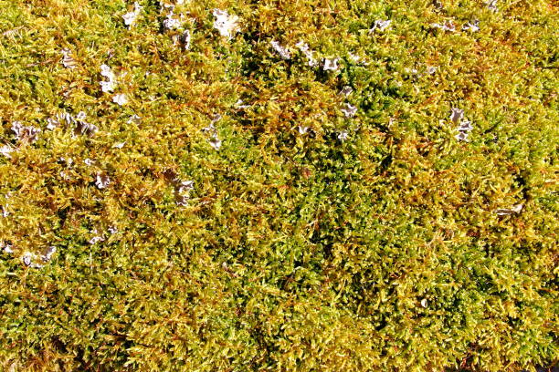 Thick carpet of moist green moss on the ground