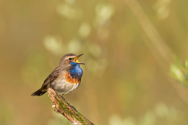 istock Bird Bluethroat Luscinia svecica migratory small bird singing and perching spring time amazing morning Poland Europe a bird that lives in reeds in river valleys 1445506063
