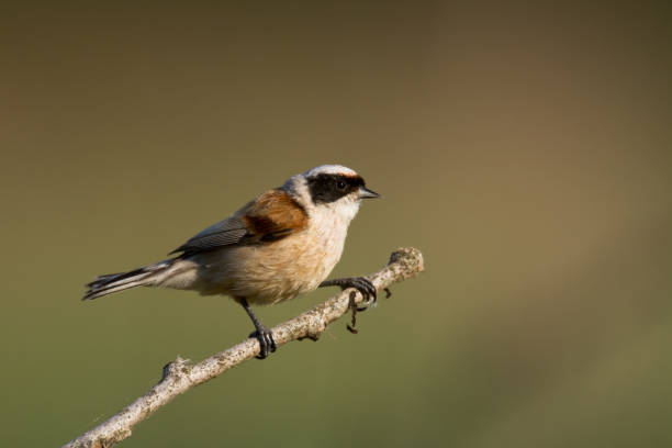 istock Bird Remiz pendulinus Penduline Tit perched on tree Poland Europe 1445506737
