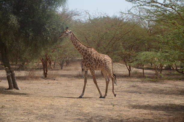 Giraffe in the savannah, bandia reserve, Sénégal.