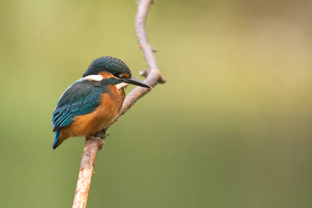 istock Kingfisher Alcedo atthis common kingfisher, bird - Poland, Europe 1445507241