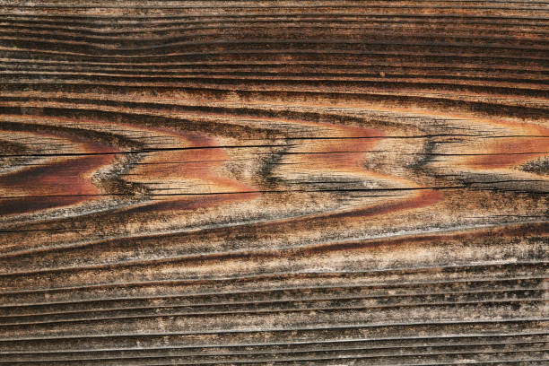 A fragment of a hardwood.
