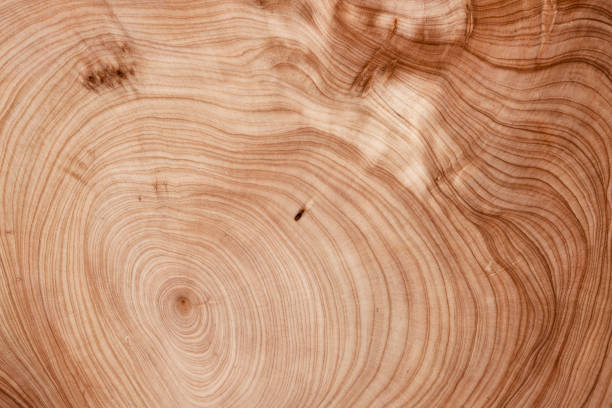 istock Texture of wood use as design background. 1445507752