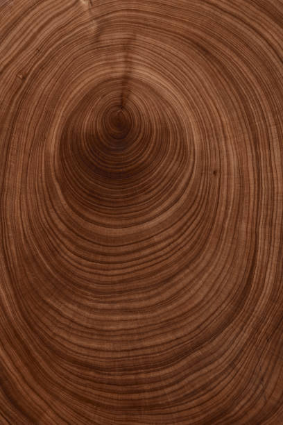 istock Texture of wood use as design background. 1445507790