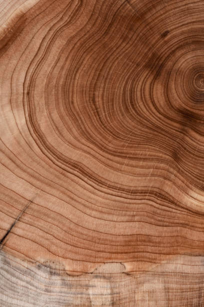 istock Texture of wood use as design background. 1445507858