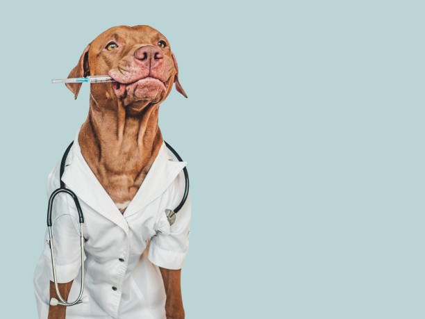 istock Lovable, pretty puppy, wearing a doctor's coat 1445507933