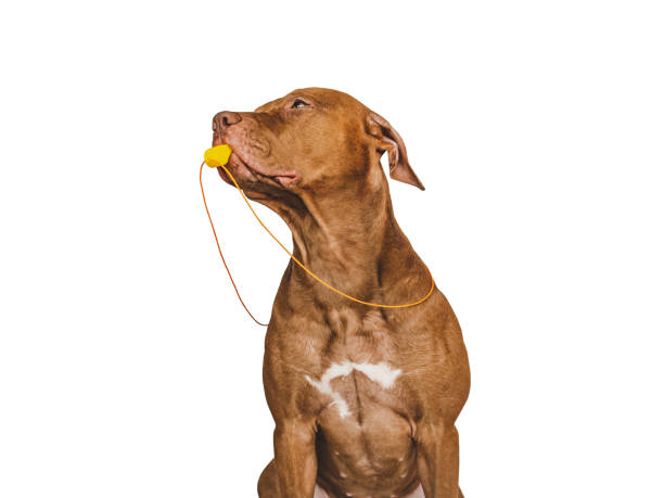 istock Charming puppy and soccer ball. Studio photo 1445509245