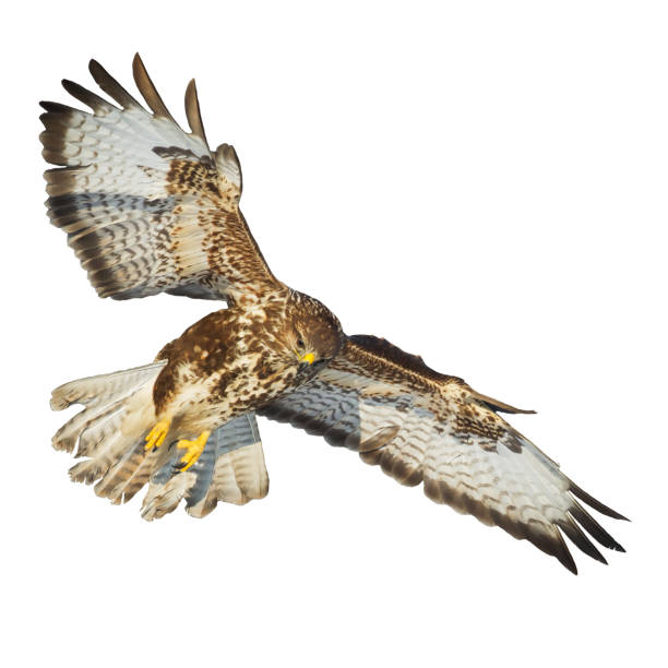 istock Bird of prey Common Buzzard Buteo buteo isolated on white background 1445509659