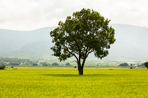 Green and yellow rice field in Chishang Township, Taiwan. Beautiful Agriculture Landscape
