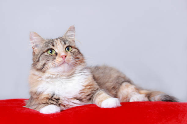 istock fat cat close up. Kitten on a red background. Cat posing at camera. Beautiful Kitten close up. Concept of pet care. Cat lies and looks at the camera. Portrait of a Kitten. 1445511042
