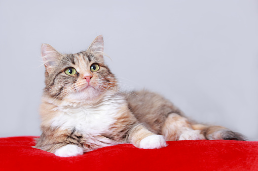 fat cat close up. Kitten on a red background. Cat posing at camera. Beautiful Kitten close up. Concept of pet care. Cat lies and looks at the camera. Portrait of a Kitten.