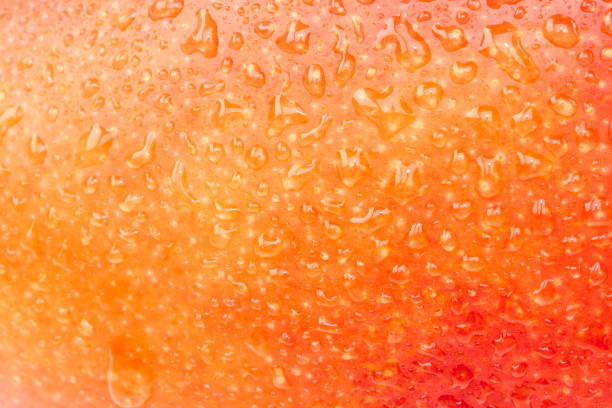 istock Sweet summer mango skin shot with studio lighting background. 1445511138