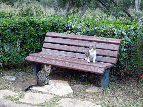 cats on a park bench