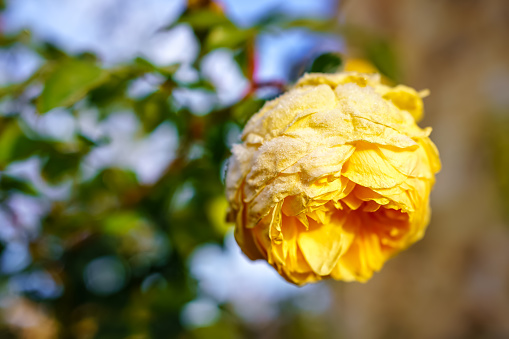Yellow rose frozen by the cold of winter at dawn