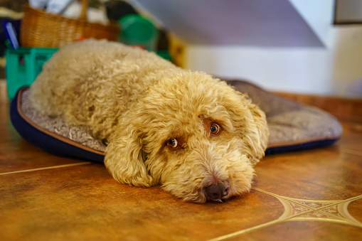 Irish water spaniel dog lying on the floor in a relaxed way inside the home