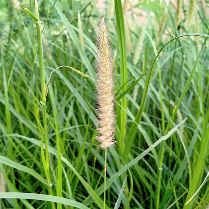 Grass flower in grassland.