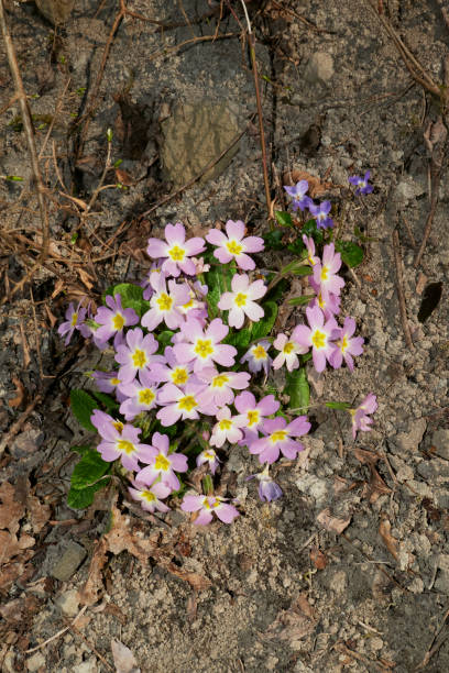 istock Primula vulgaris in bloom 1445520492