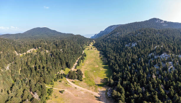 istock Fir forest landscape Mountain aerial drone view. Fire protection zone, no trees area. 1445521583